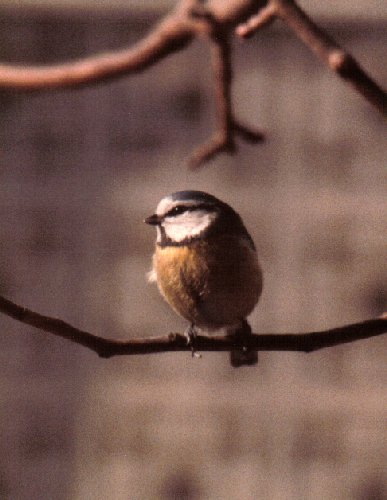 Blue tit